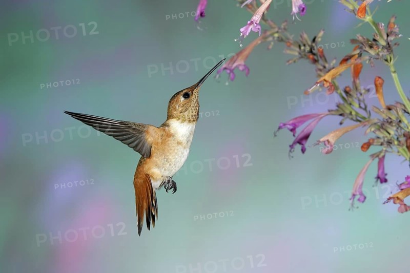 Rufous Hummingbird Selasphorus rufus Sierra Vista, Cochise County, ARIZONA, United States 23 August Immature Trochilidae