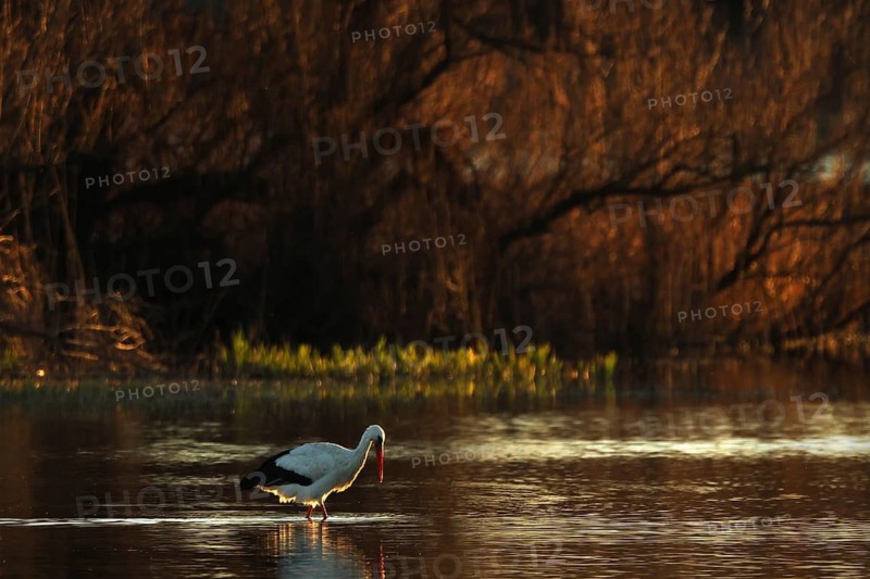 A lone stork gracefully wades through calm waters, beautifully reflecting the warm golden hues of the evening sun, with an autumnal forest background in wetland of the Emporda