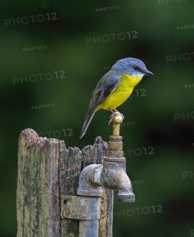 Eastern Yellow Robin (Eopsaltria australis), Australia
