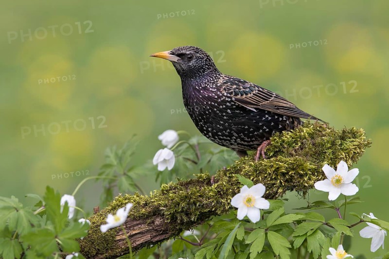 Common Starling (Sturnus vulgaris) perched on an old mossy tree trunk amongst flowers, Poland