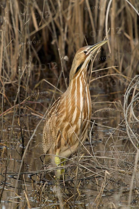 American Bittern in freshwater marsh, Yolo County California