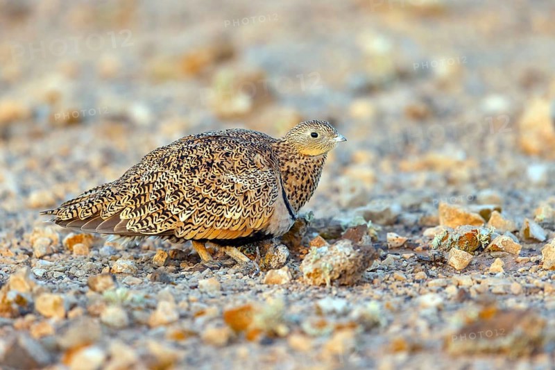 Sandgrouse, (Pterocles orientalis), family of flying fowl, Fuerteventura, Canary Islands, Spain