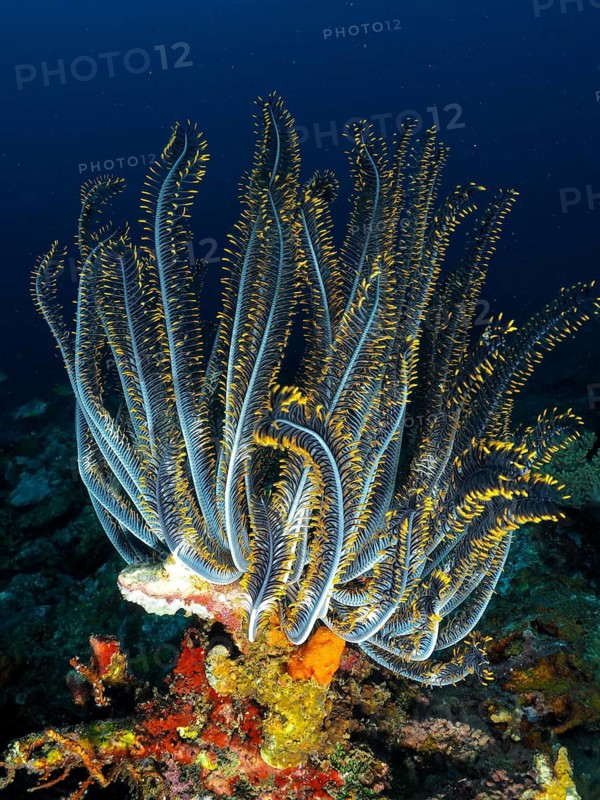 Majestic blue-yellow feather star, Bushy feather star, Variable Yellow Feather Star (Comaster schlegelii), rises on a colourful background, dive site Close Encounters, Permuteran, Bali, Indonesia