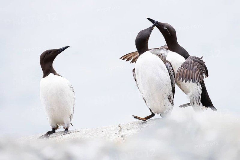 Guillemot (Uria aalge), two quarrelling birds on a cliff top, a third bird watches, Hornøya Island, Vardø, Varanger, Finnmark, Norway