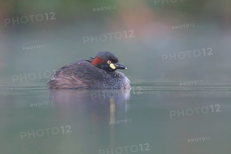 Australasian Grebe (Tachybaptus novaehollandiae), Victoria, Australia