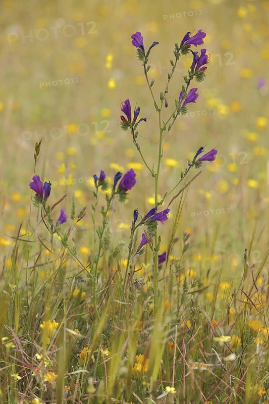 Purple viper's-bugloss (Echium plantagineum), meadow, nature photography, Campillo de Deleitosa, Extremadura, Spain