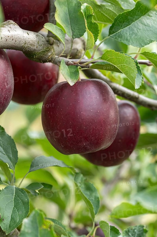 Apple (Malus domestica 'Isaaq'), Bayerische Landesanstalt für W, Germany