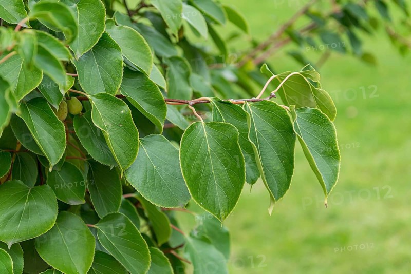 Hardy kiwi (Actinidia arguta),  Germany