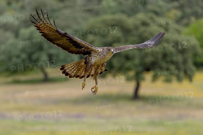 Bonelli's eagle (Aquila fasciata), in flight, Andalusia, Spain