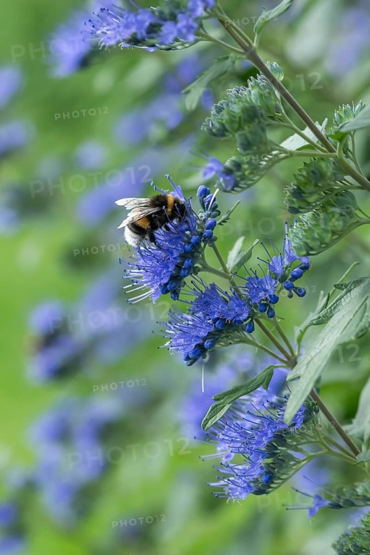 Clandon beard flower (Caryopteris × clandonensis BEYOND MIDNIGHT), An den Dorfwiesen 9, Germany