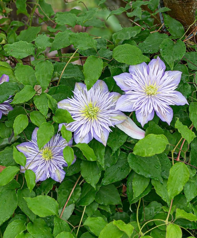 Clematis CRYSTAL FOUNTAIN®, Hillier Arboretum, Great Britain