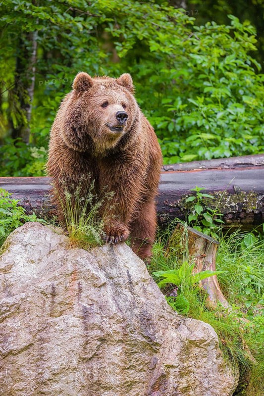 A female eurasian brown bear (Ursus arctos arctos) stands on a rock lying at a forest edge in early springtime on a rainy day