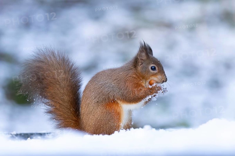 Red squirrel (Sciurus vulgaris) adult animal eating a hazel nut in snow in winter, England, United Kingdom