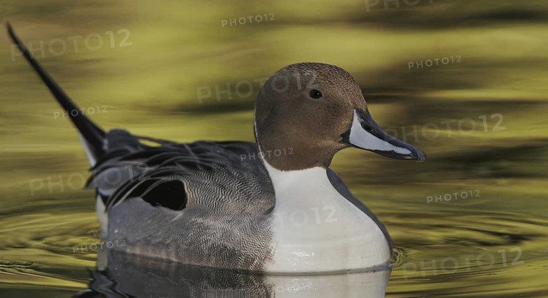 Northern Pintail (Anas acuta) male, Arizona, USA