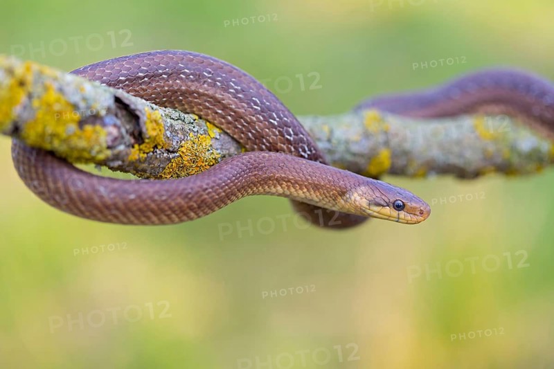 Aesculapian snake, (Zamenis longissimus), animals, reptiles, snakes, family of vipers, Muselievo, ?Bulgaria
