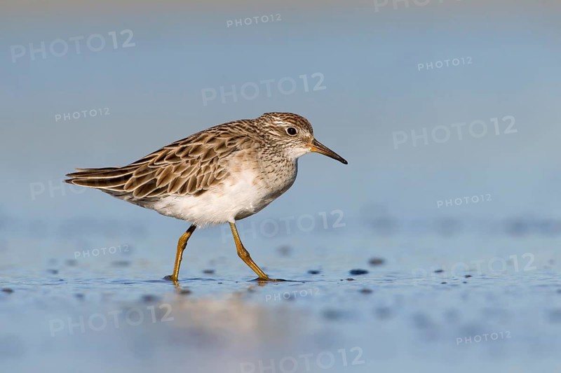 Sharp-tailed Sandpiper (Calidris acuminata) foraging, Victoria, Australia