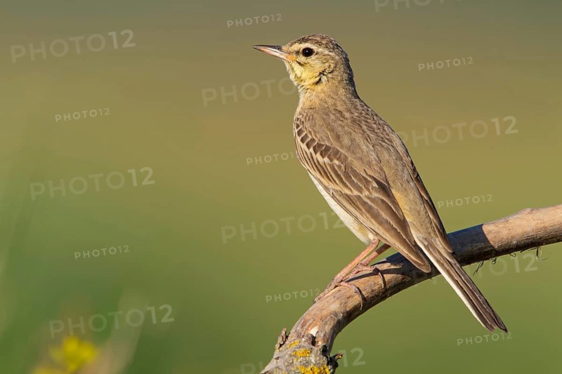 Tawny pipit, animals, birds, (Anthus campestris), perch, family of stilts and pipits, Muselievo, Muselievo, Pleven, Bulgaria