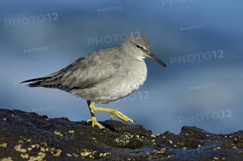 Wandering Tattler (Tringa incana), California, USA