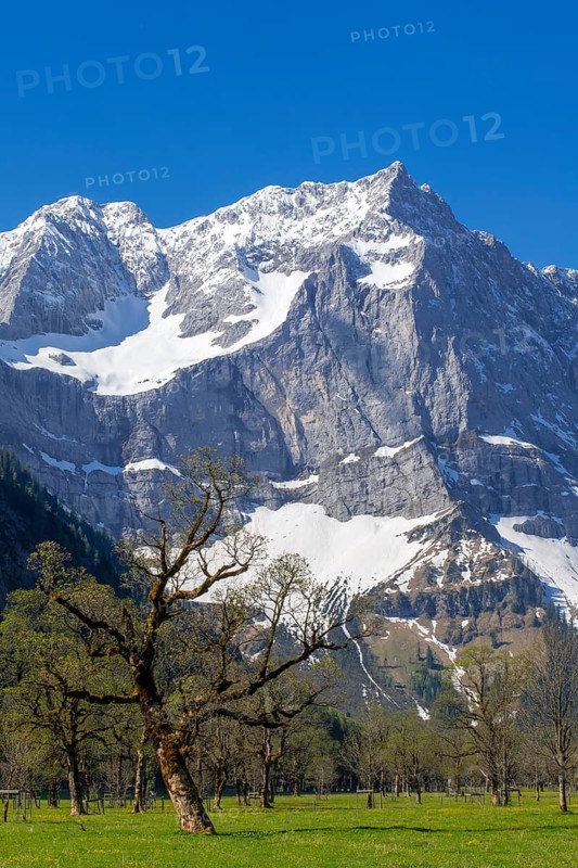 The Großer Ahornboden in spring, Großer Ahornboden, Karwendelgebirge, Tyrol, Austria