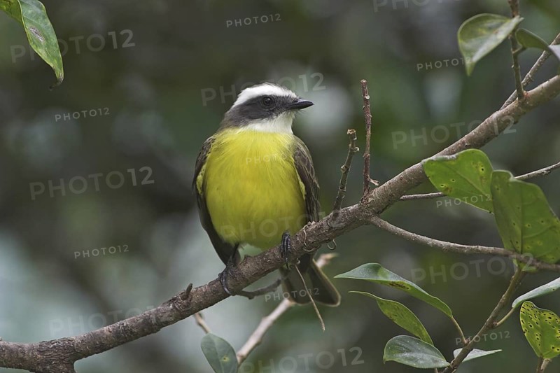 Social Flycatcher (Myiozetetes similis), Costa Rica
