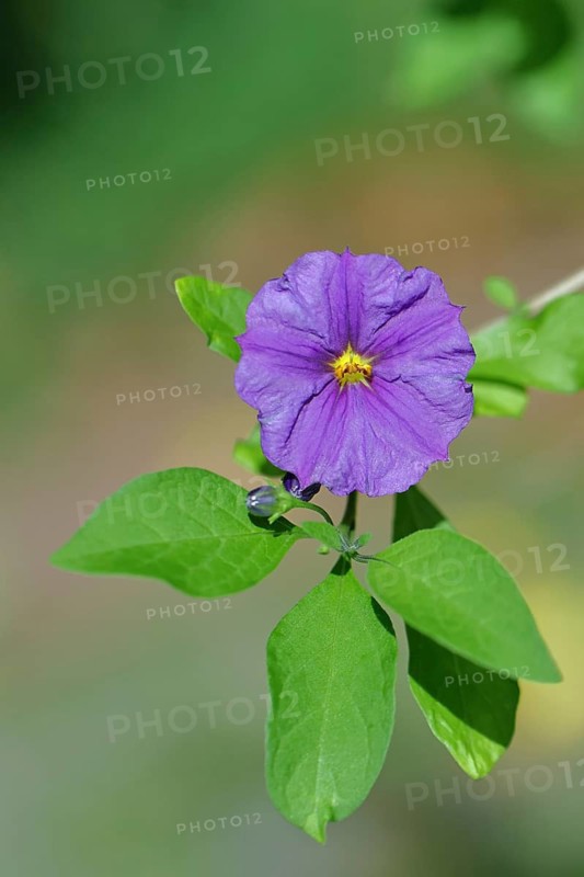 Blue potato tree (Lycianthes rantonnetii), gentian tree, blossom, close-up, Wilden, North Rhine-Westphalia, Germany