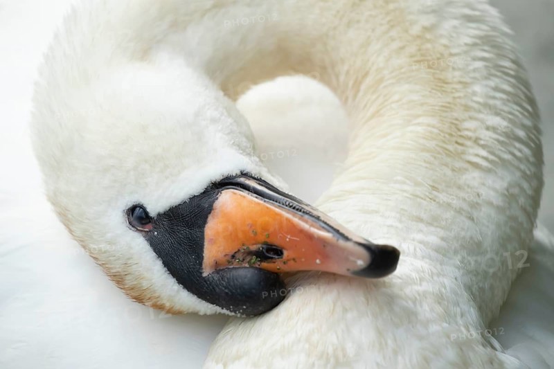 Mute swan (Cygnus olor) adult bird close up head portrait, England, United Kingdom