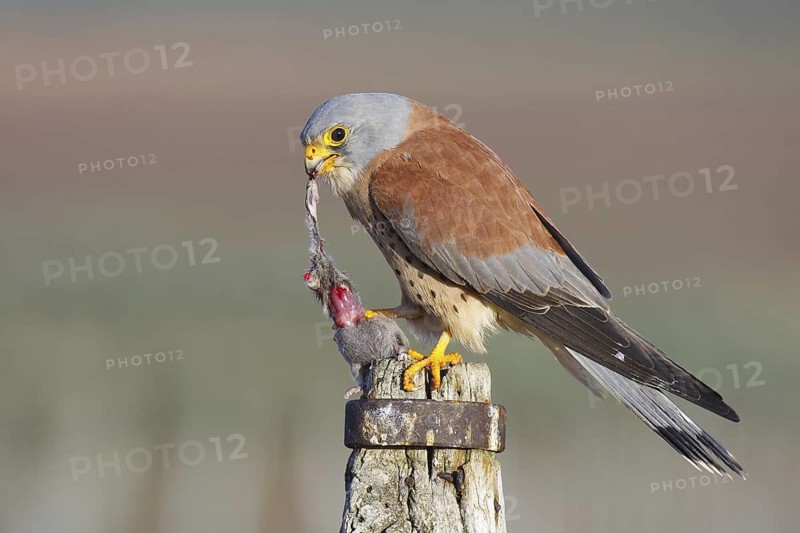 Lesser Kestrel (Falco naumanni) male, Asturias, Spain