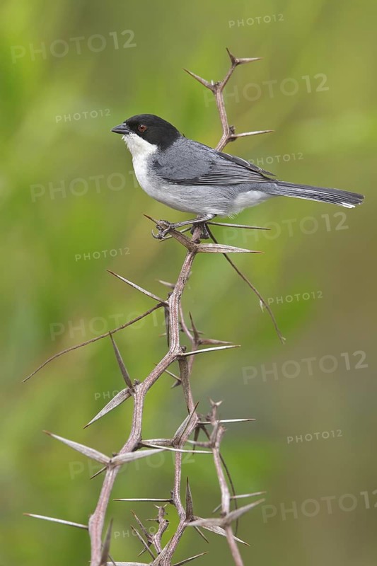 Black-capped Warbling-Finch (Poospiza melanoleuca) perched on a branch in Bolivia, South America