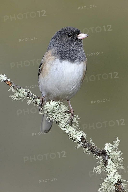 Oregon Junco (Junco hyemalis oreganus), British Columbia, Canada
