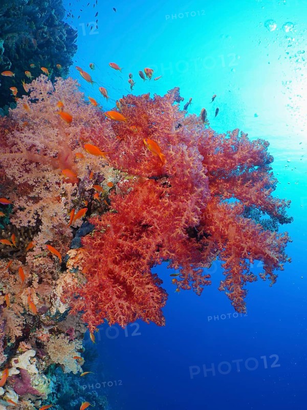 Klunzinger's tree coral (Dendronephthya klunzingeri)