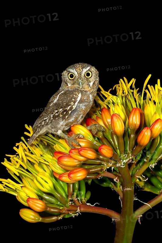 Elf Owl Micrathene whitneyi Tucson, Arizona, United States 3 May Adult Strigidae