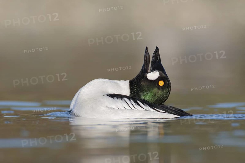 Common Goldeneye (Bucephala clangula) male mating, British Columbia, Canada