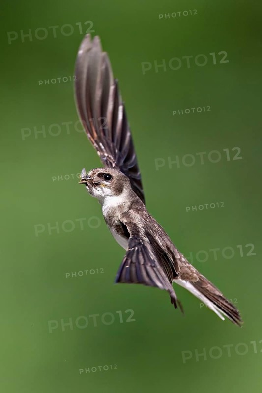Sand martin (Riparia riparia), in flight, Reussegg nature reserve, Canton Aargau, Switzerland