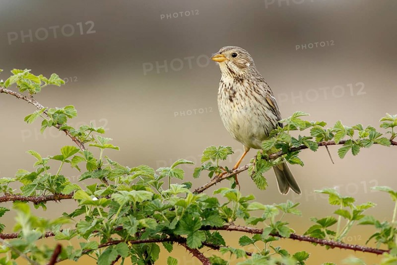 Corn Bunting (Emberiza calandra), perched on a branch, Galicia, Spain