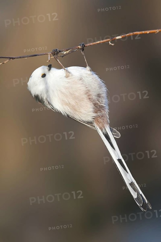 Long-tailed Tit (Aegithalos caudatus), Baden-Wuerttemberg, Germany