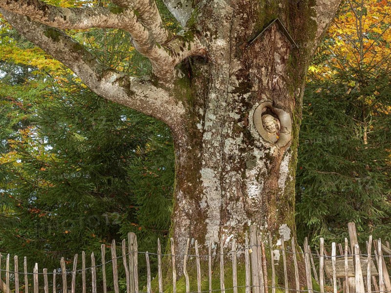 The Balzer Herrgott, also known as Winkelherrgott, Christ figure grown into an old moss-covered willow beech tree in autumn, Gütenbach, Black Forest, Baden-Württemberg, Germany