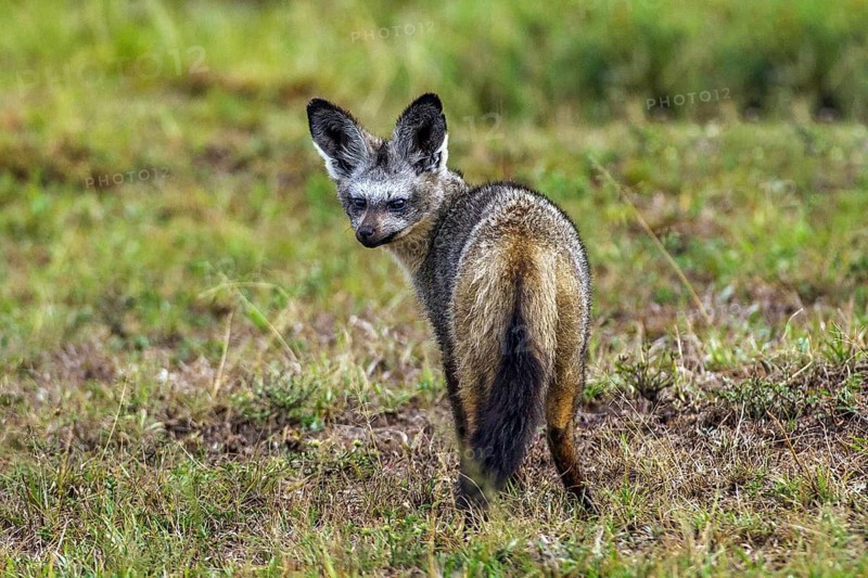 Spoondog animals mammals (Otocyon megalotis), South Africa