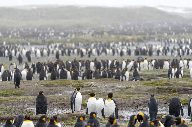 King penguins (Aptenodytes patagonicus), large breeding colony on grassy plain near fog, Salisbury Plain, South Georgia