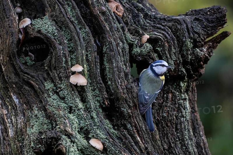Blue tit (Parus caerulea), Emsland, Lower Saxony, Germany