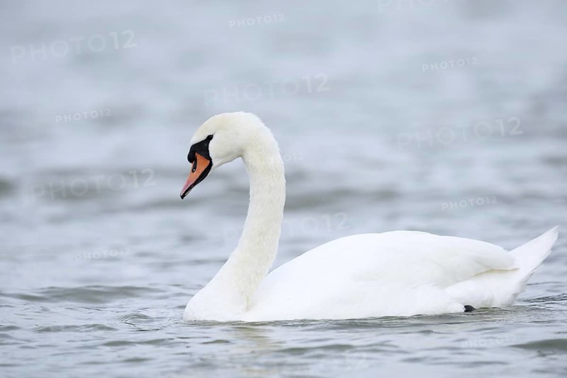Mute swan (Cygnus olor), Alsace, France