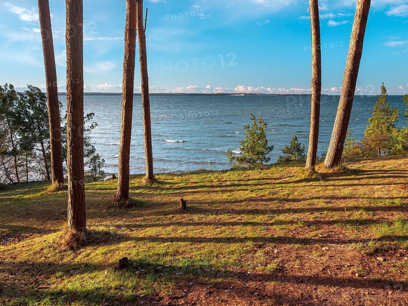 Pine groves on the Baltic Sea in evening light, view of the sea through the trees, Hohen Wieschendorf Huk, near Wismar, Mecklenburg-Western Pomerania, Germany