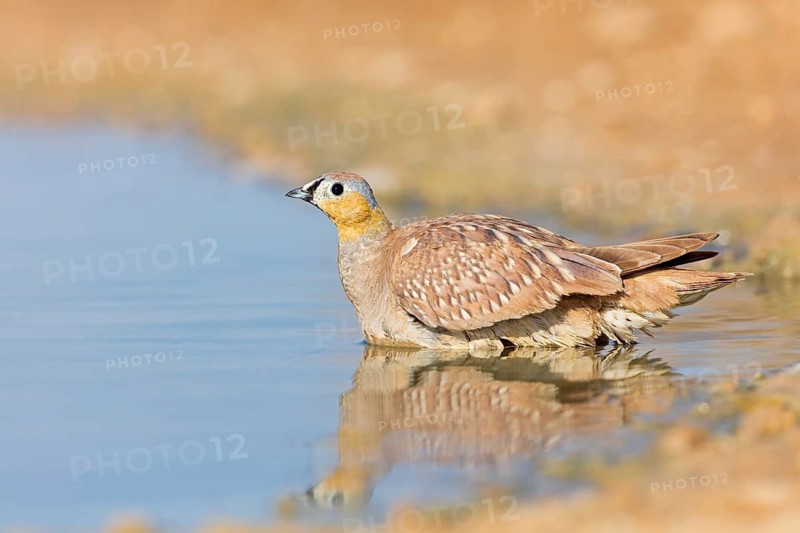Crowned flying fowl, (Pterocles coronatus), North America, Middle East, family of flying fowl, chicken bird, at the waterhole, Celias Waterhole, Ezuz, HaDarom, Israel