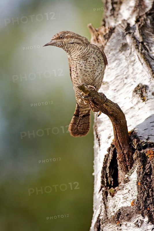 Eurasian Wryneck (Jynx torquilla), Saxony-Anhalt, Germany