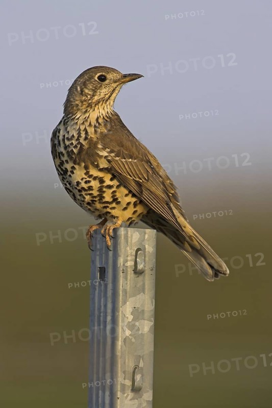Mistle Thrush (Turdus viscivorus), Rhineland-Palatinate, Germany