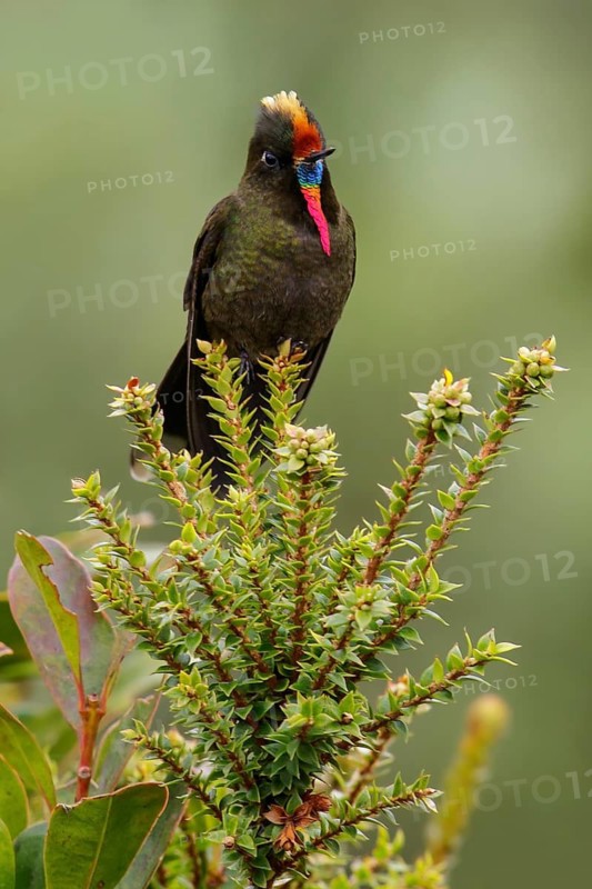 Rainbow-bearded Thornbill (Chalcostigma herrani) perched on a branch in the mountains of Colombia, South America