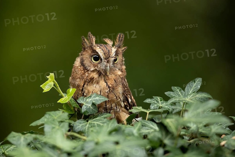 Tropical Screech Owl (Megascops choliba) captive, juvenile, Germany
