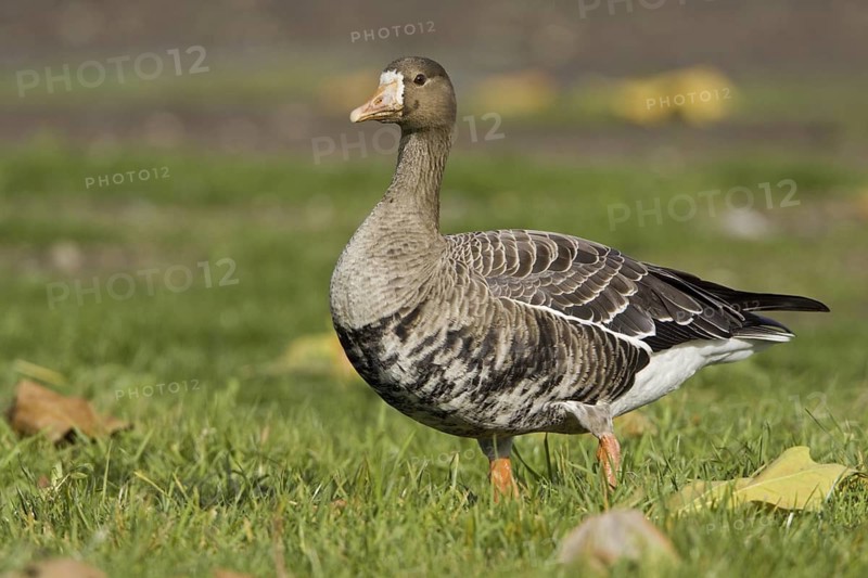 Greater White-fronted Goose (Anser albifrons), British Columbia, Canada