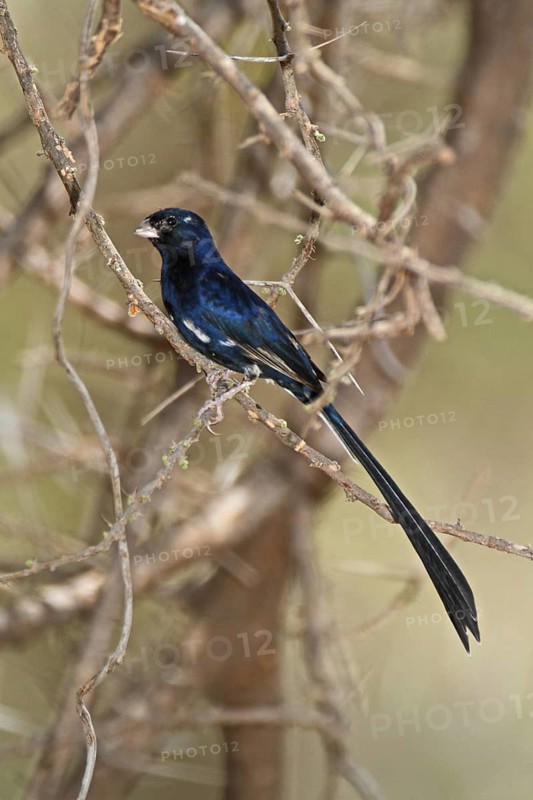 Steel-blue Whydah (Vidua hypocherina) male, Samburu, Kenya