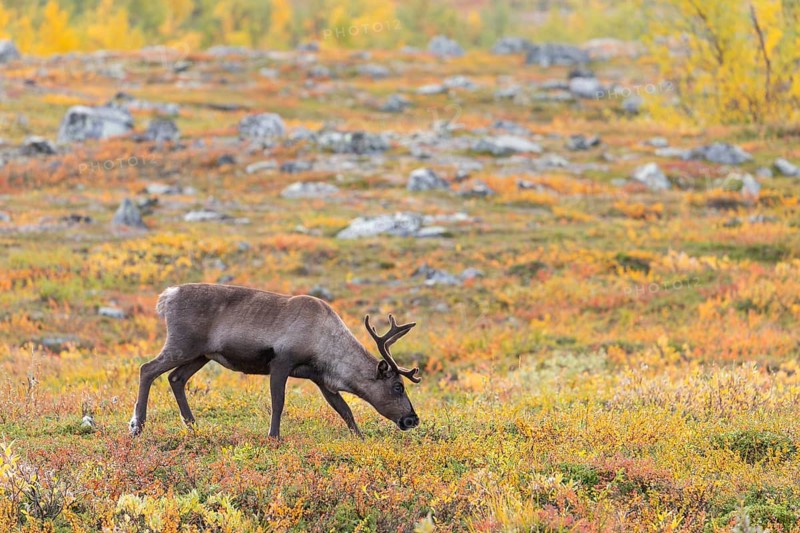 Reindeer at Abisko National Park in the colourful autumn of Lapland below Lapporten, Cuonjávággi