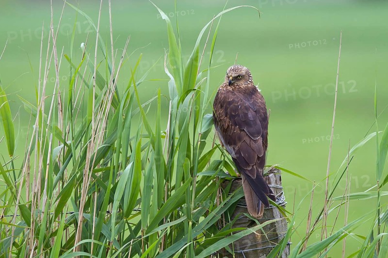 Western Marsh Harrier (Circus aeruginosus) female perched on a pale, Noord Holland, Netherlands